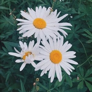 Meet your Posher, Briana